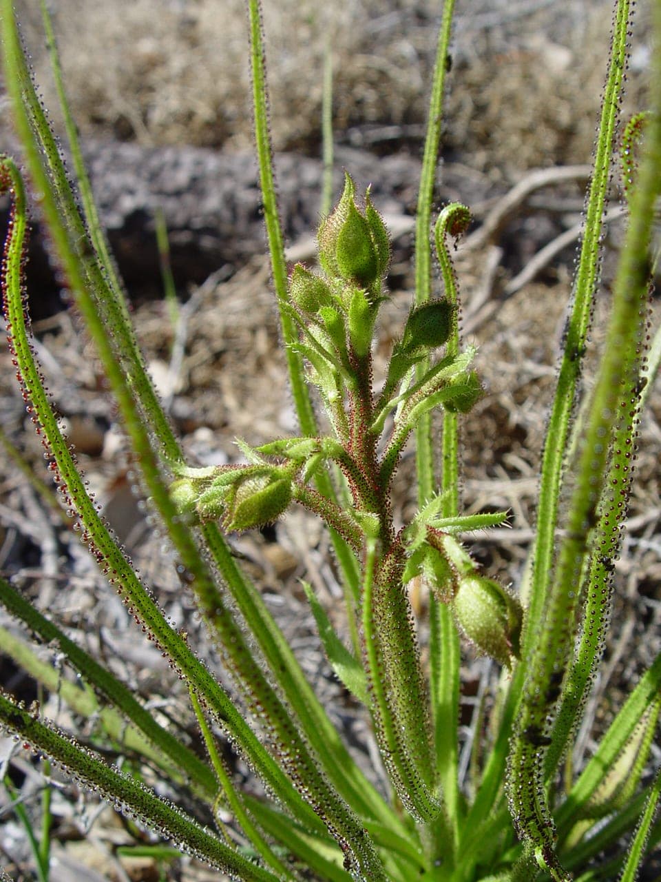 Portuguese Sundew