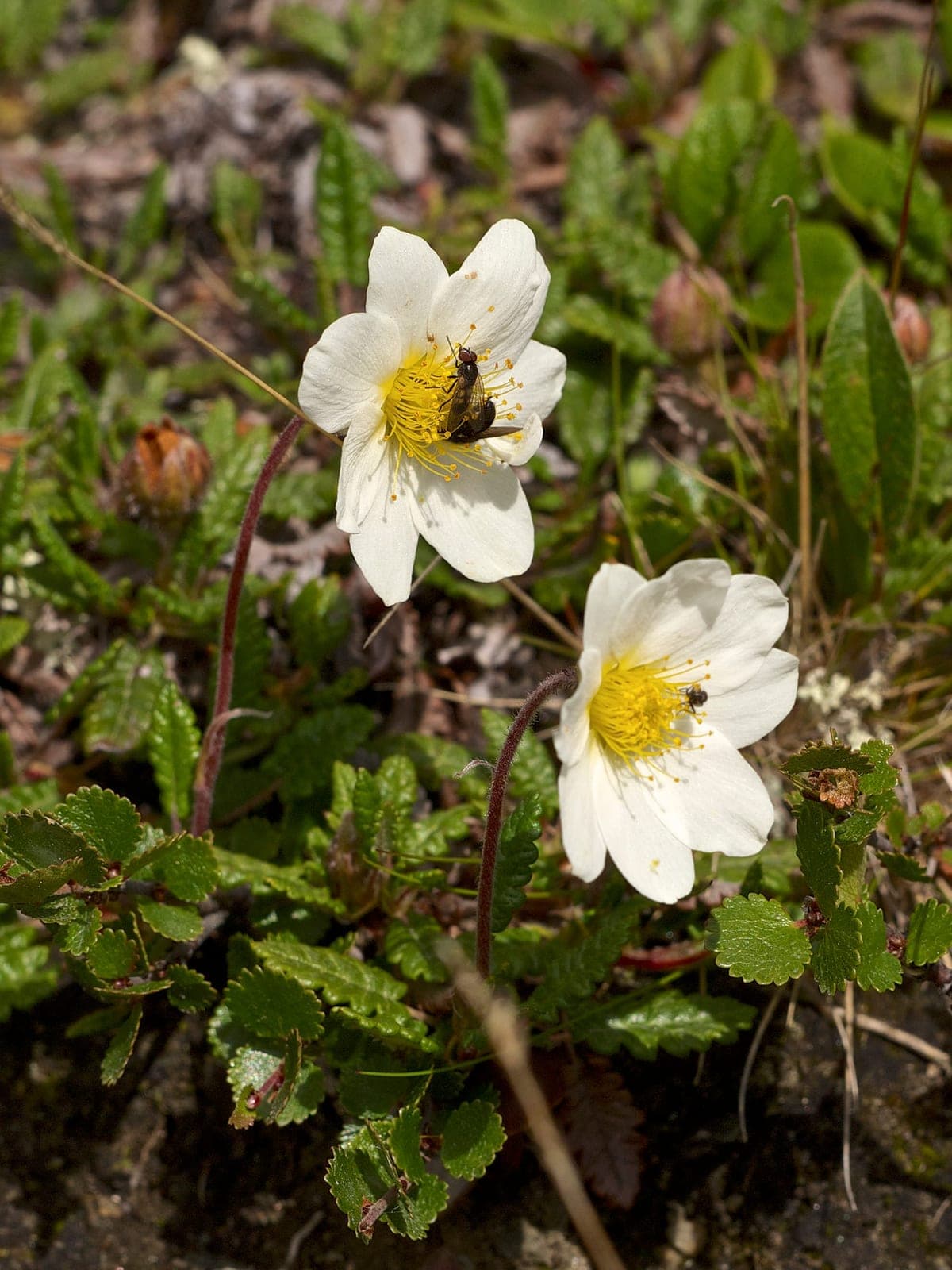 Mountain Avens (Dryas octopetala)