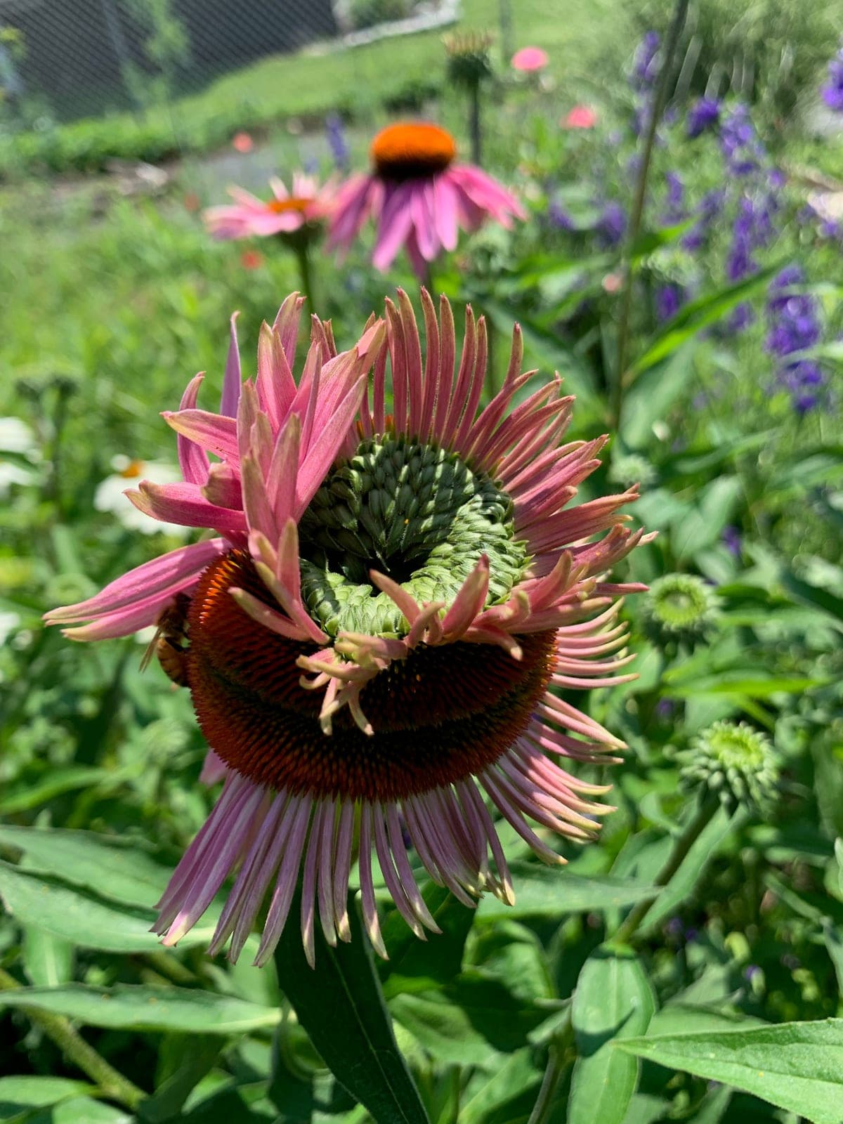 Purple coneflower with petals reflexing back from a forming seed cone