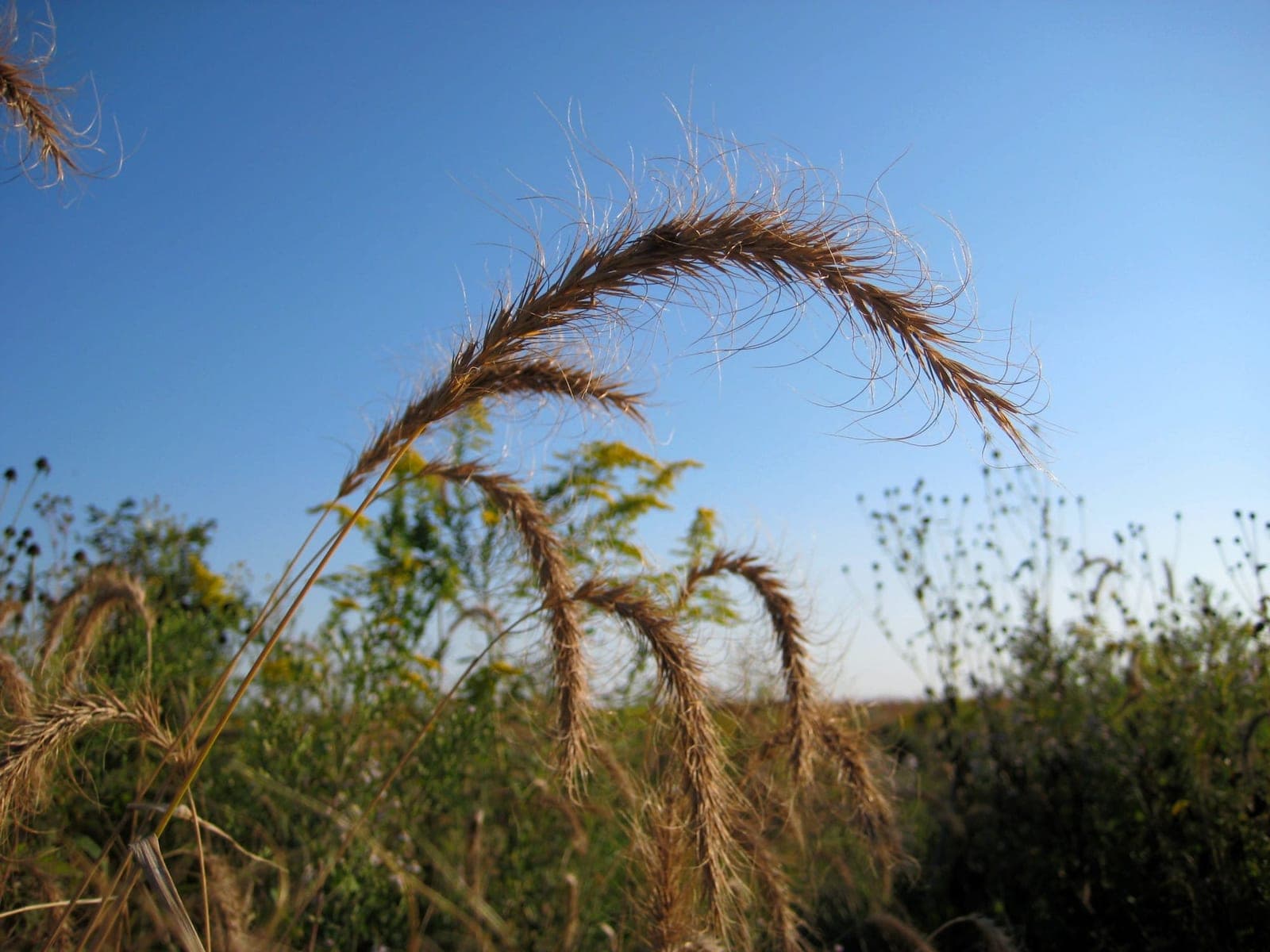 Canada Wild Rye (Elymus canadensis)