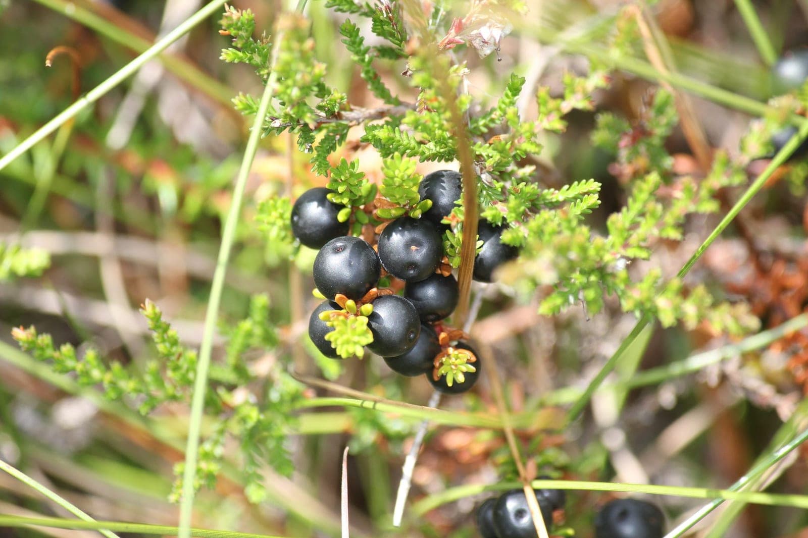 Black Crowberry (Empetrum nigrum)