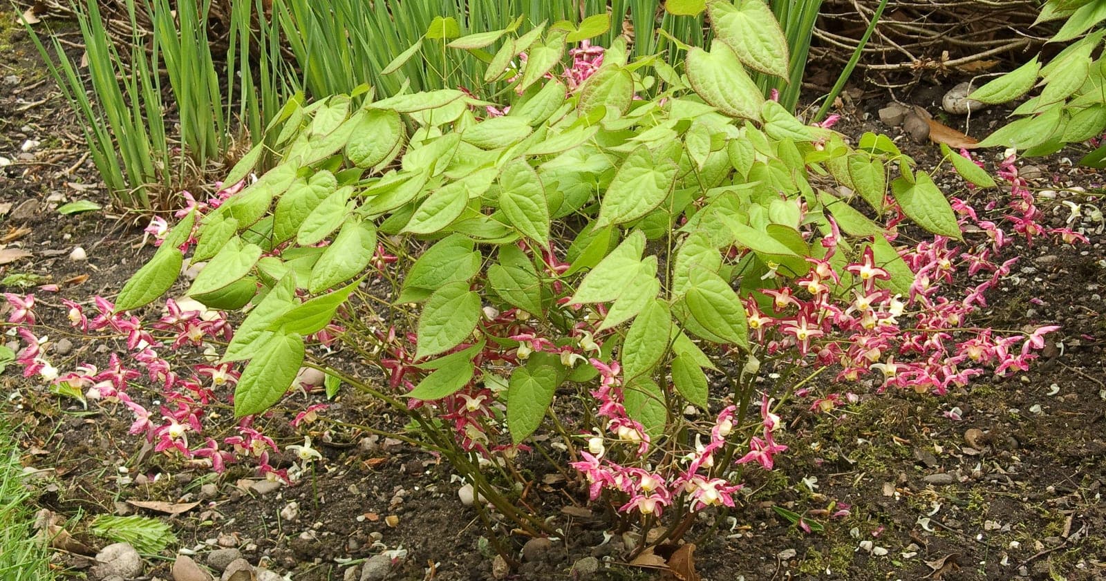 Barrenwort
