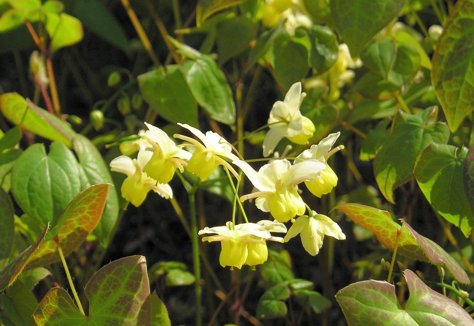 Bicolor Barrenwort