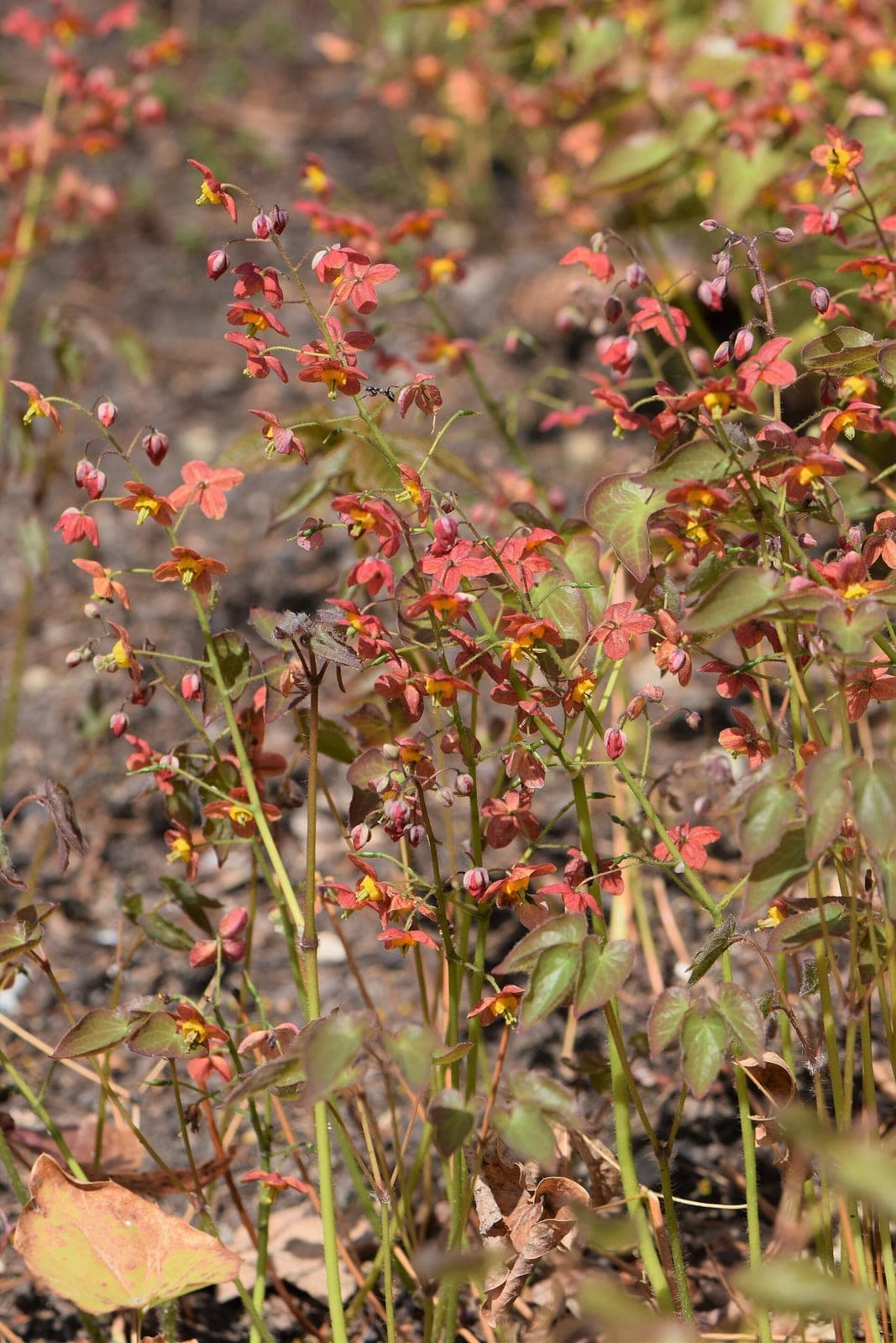 Warley Barrenwort