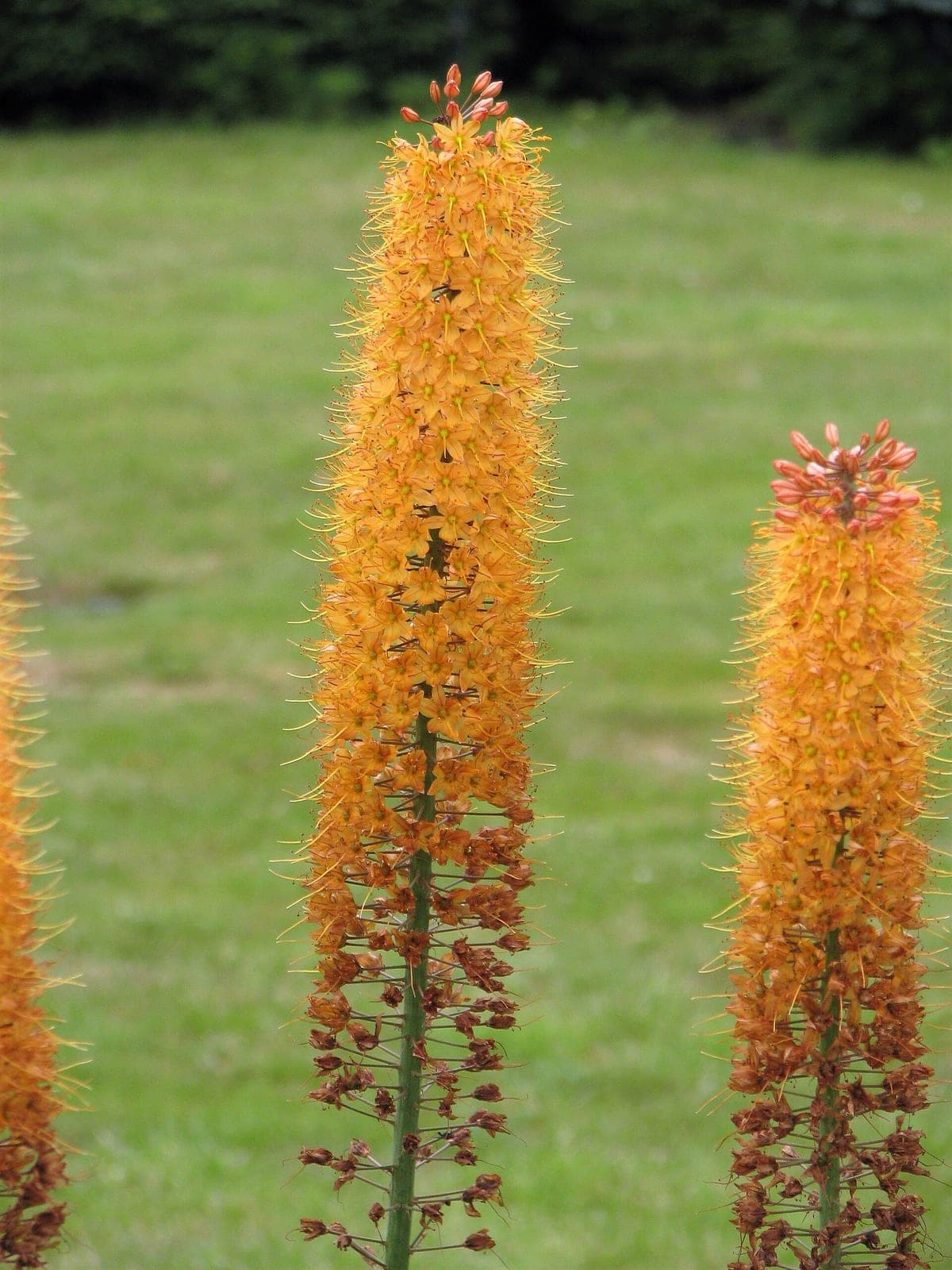 Foxtail Lily 'Romance'