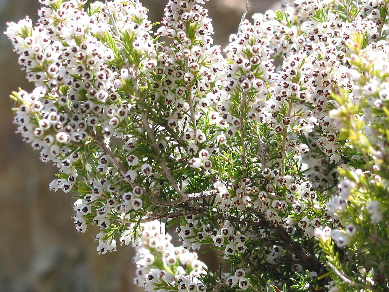 Tree Heath