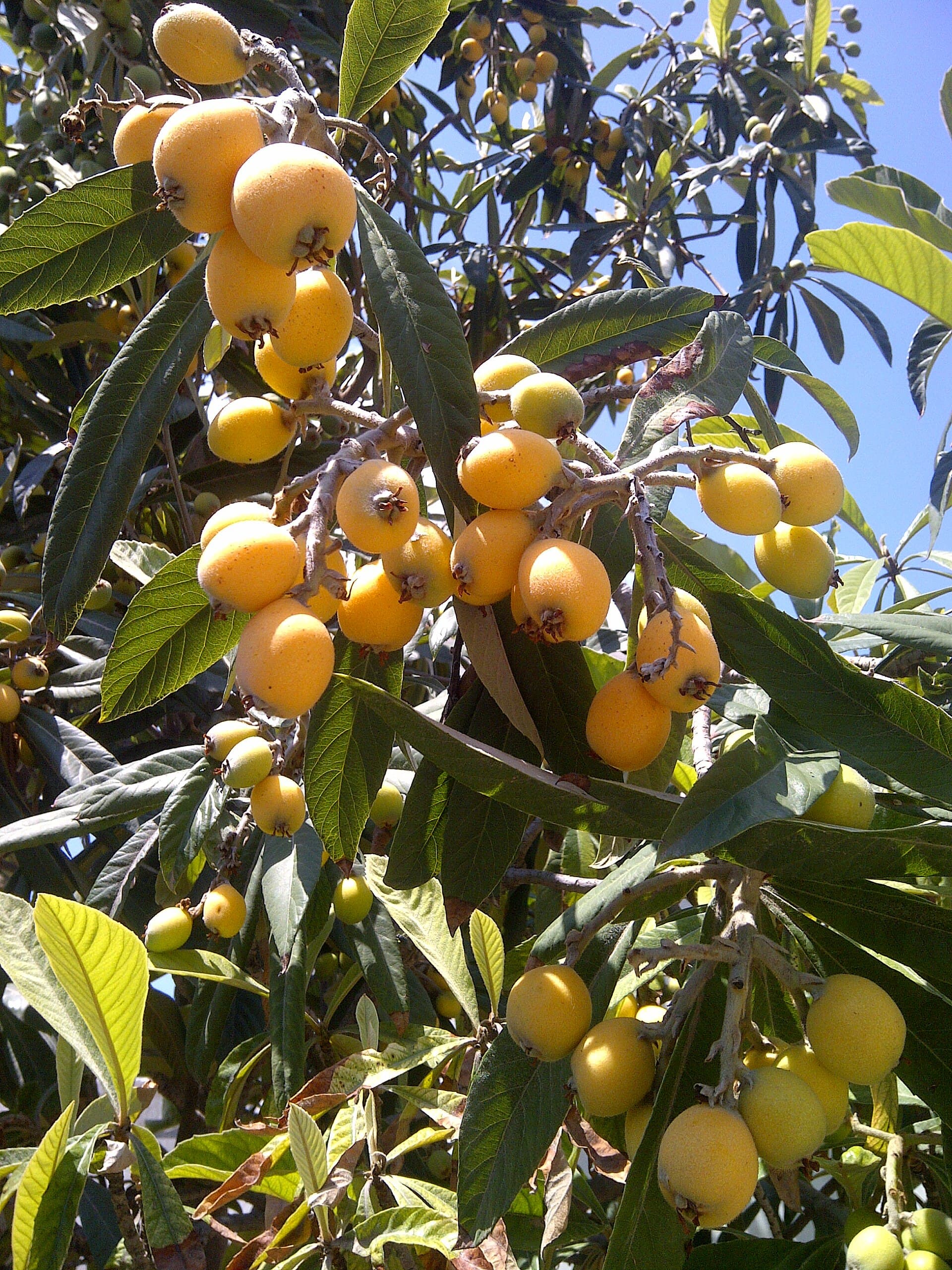 Japanese Loquat