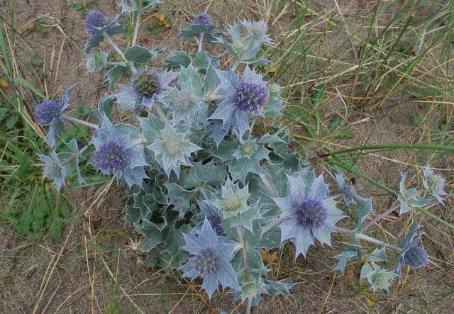 Sea Holly