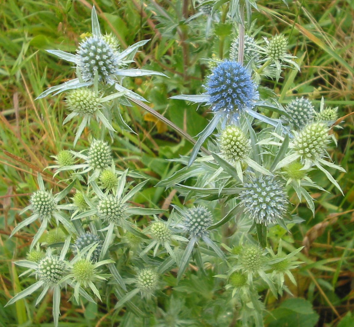Blue Sea Holly