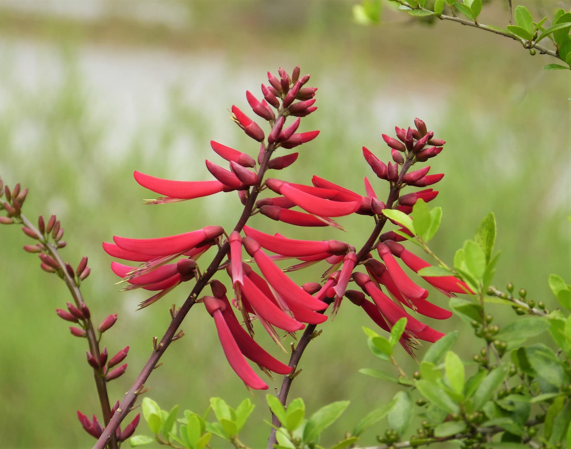 Coral Bean