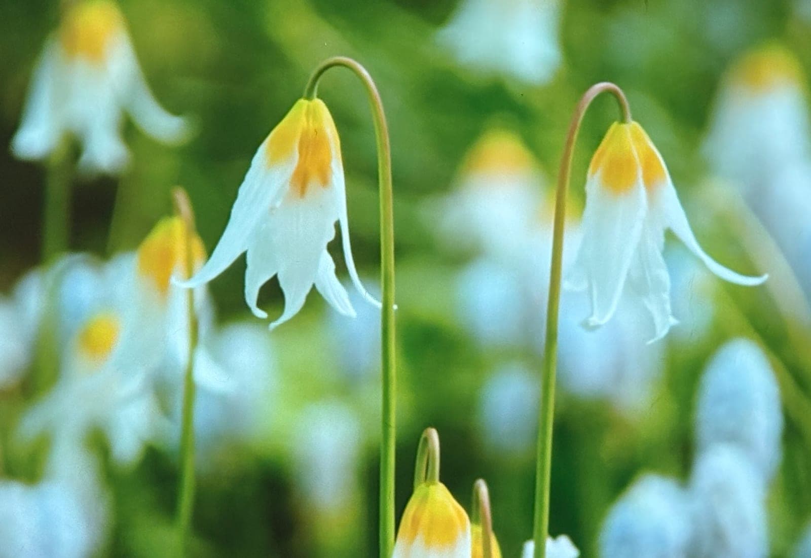 Jeanette Brickell Dog's Tooth Violet