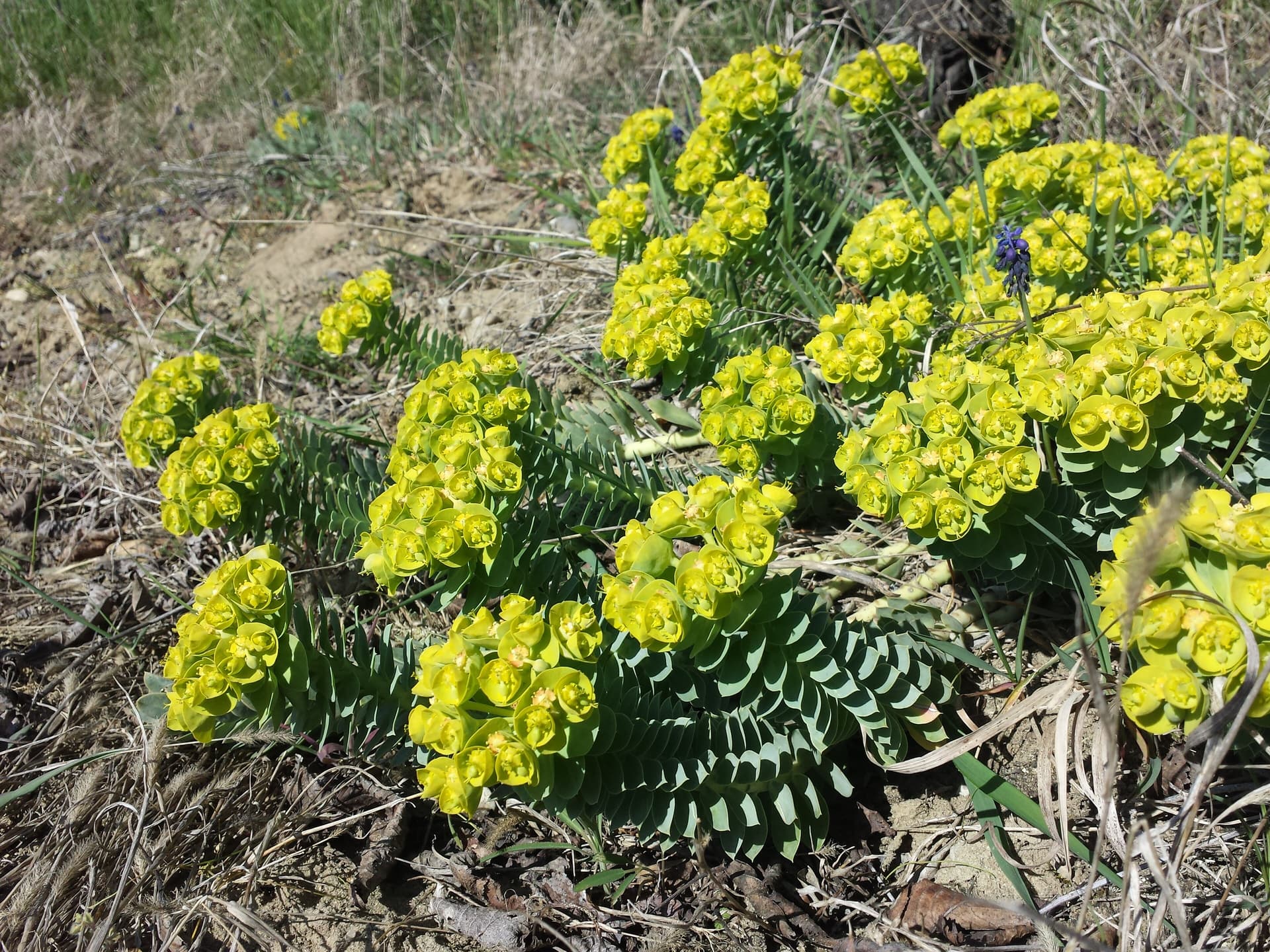 Donkey Tail Spurge