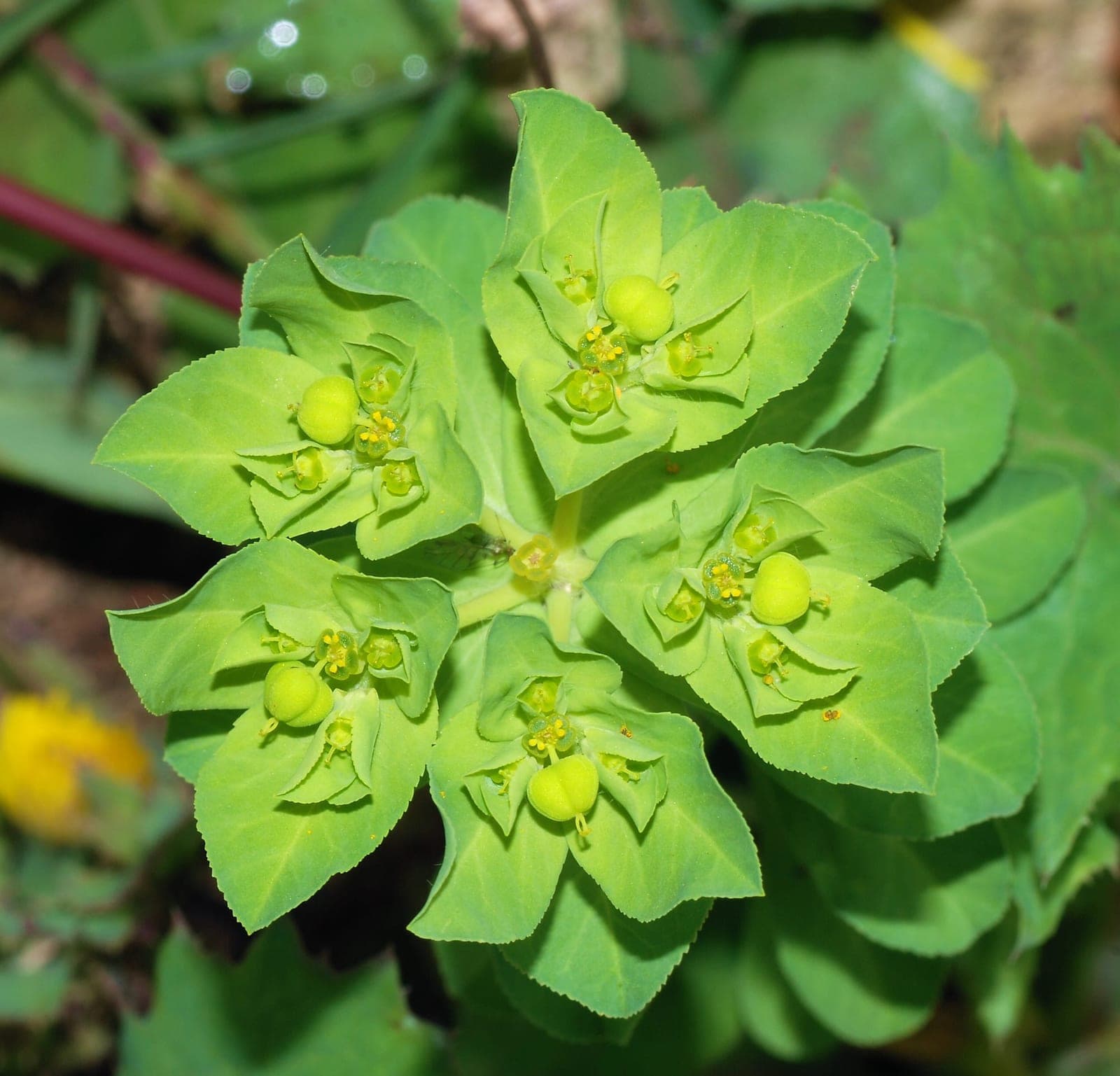 Seguier's Spurge