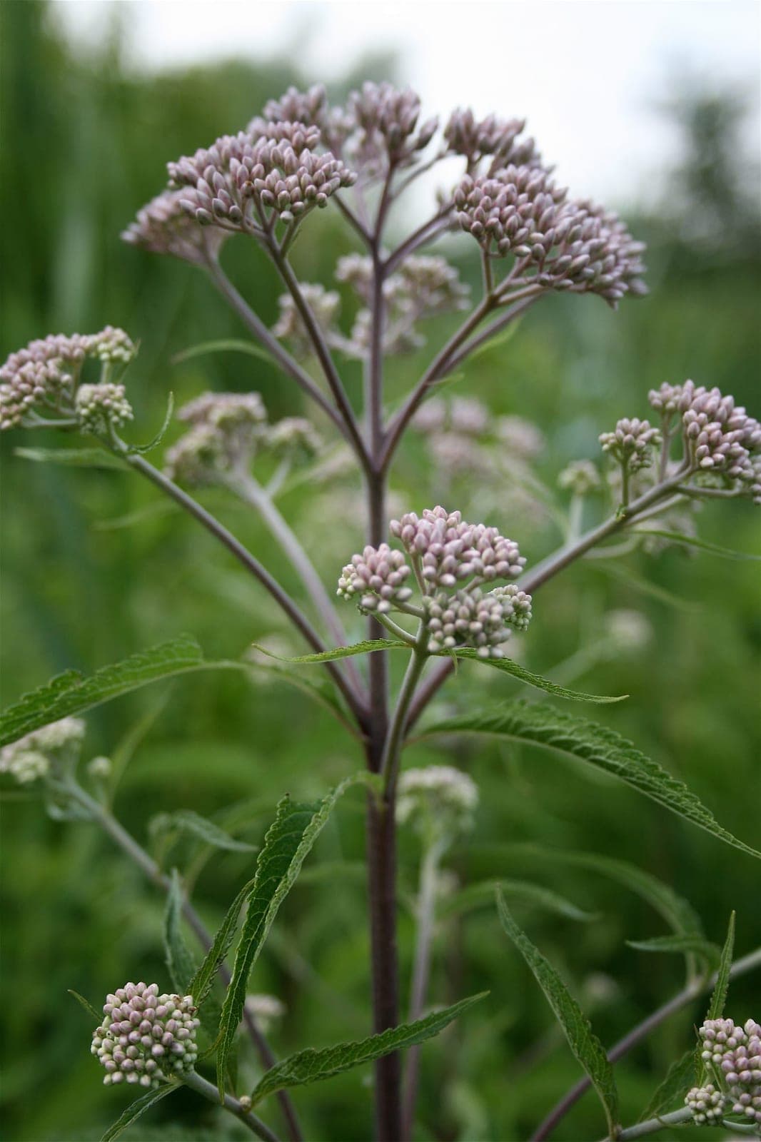 Spotted Joe Pye Weed (Eutrochium maculatum)