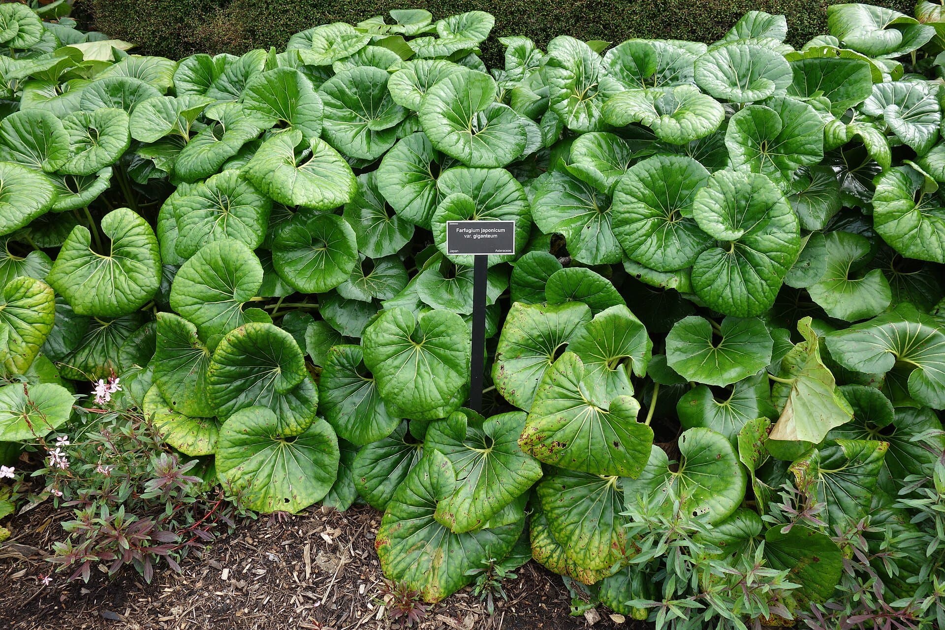Farfugium japonicum var. giganteum
