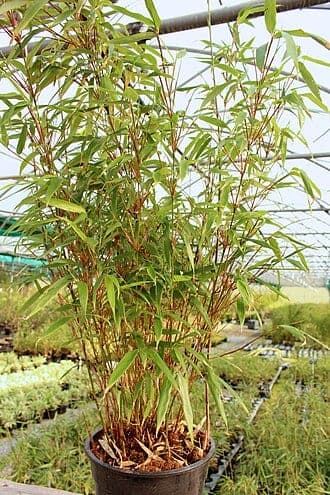 Clumping Bamboo
