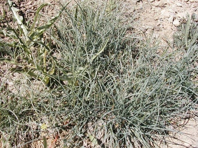 Roemer's Fescue (Festuca roemeri)