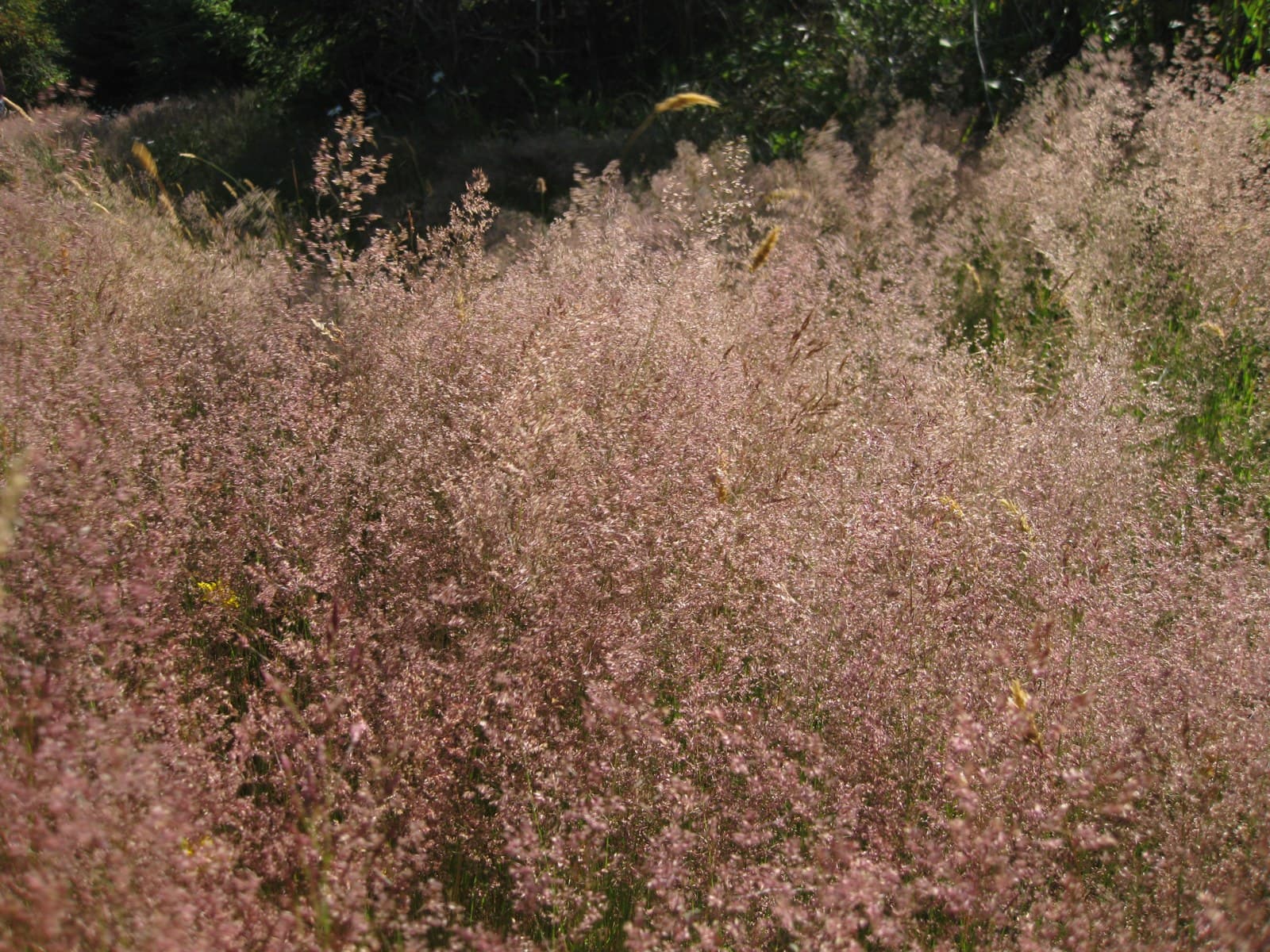 Red Fescue (Festuca rubra)