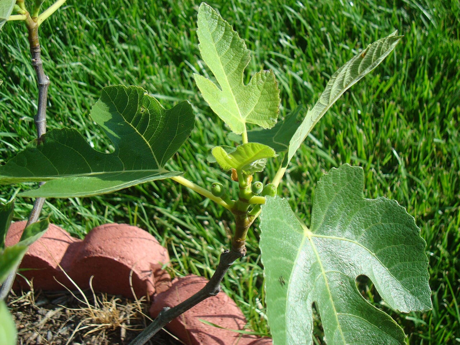 Fig 'Celeste'