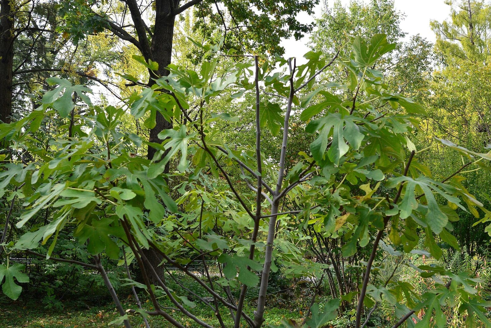 Fig 'Desert King'