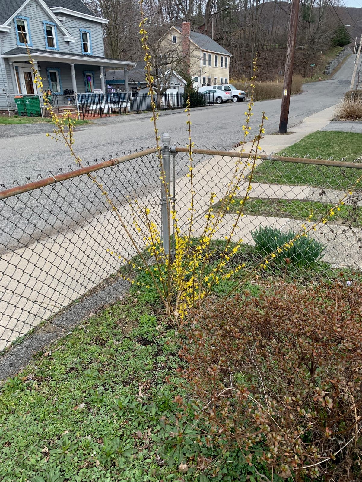 Forsythia
