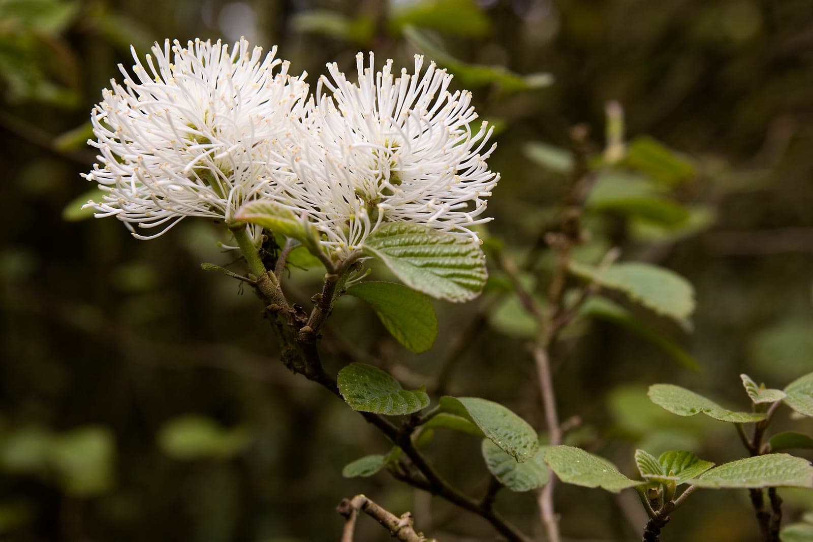 Large Fothergilla
