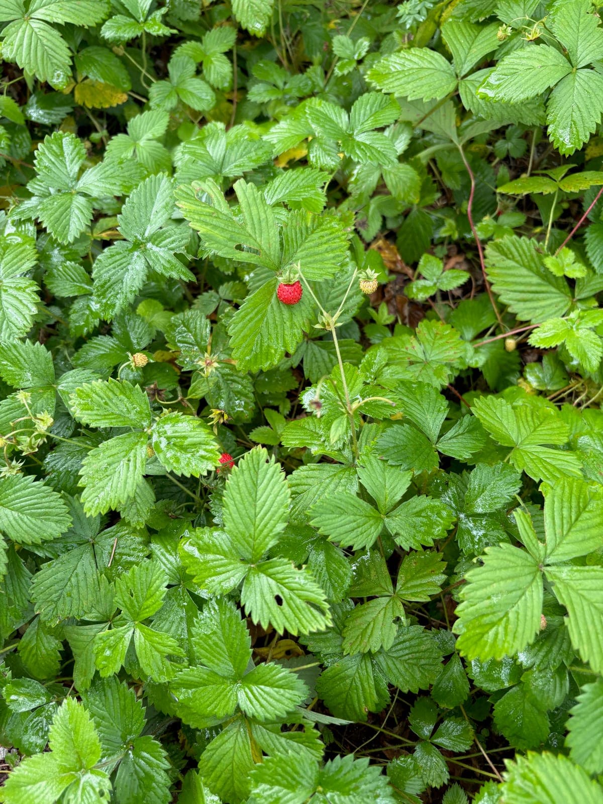 Wild Strawberry
