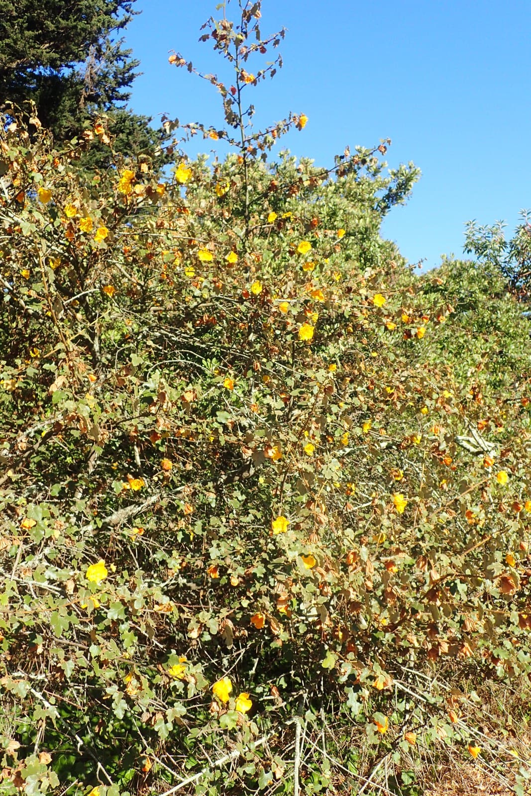 California Flannelbush