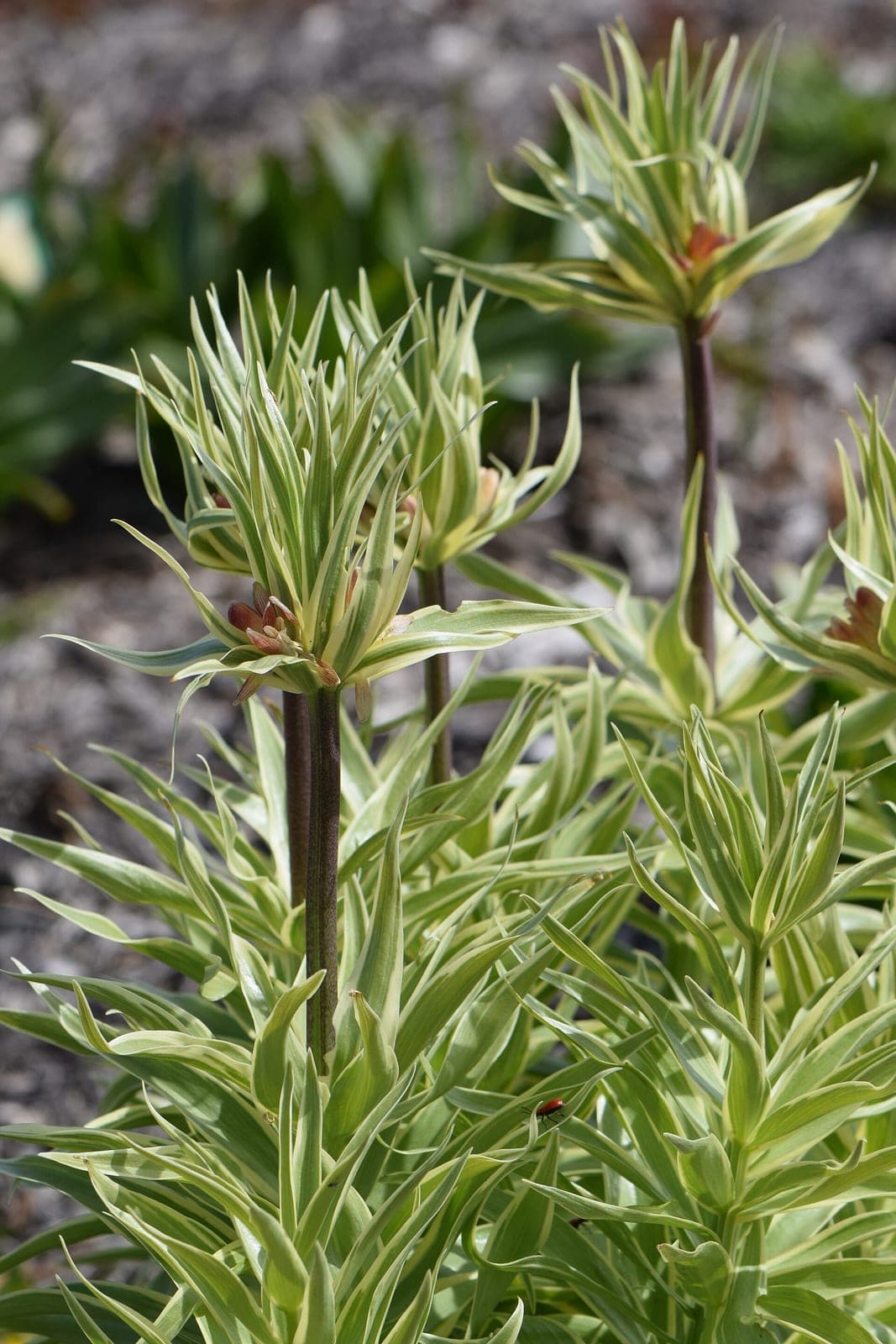 Crown Imperial 'Aureomarginata'