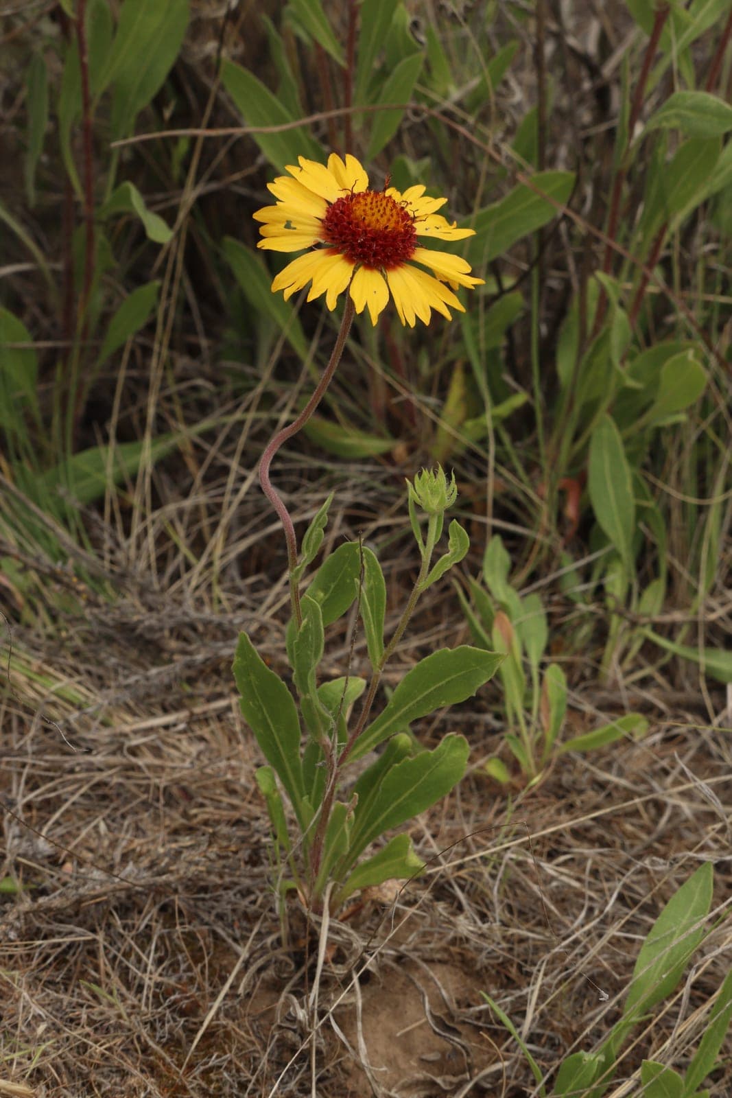 Blanketflower