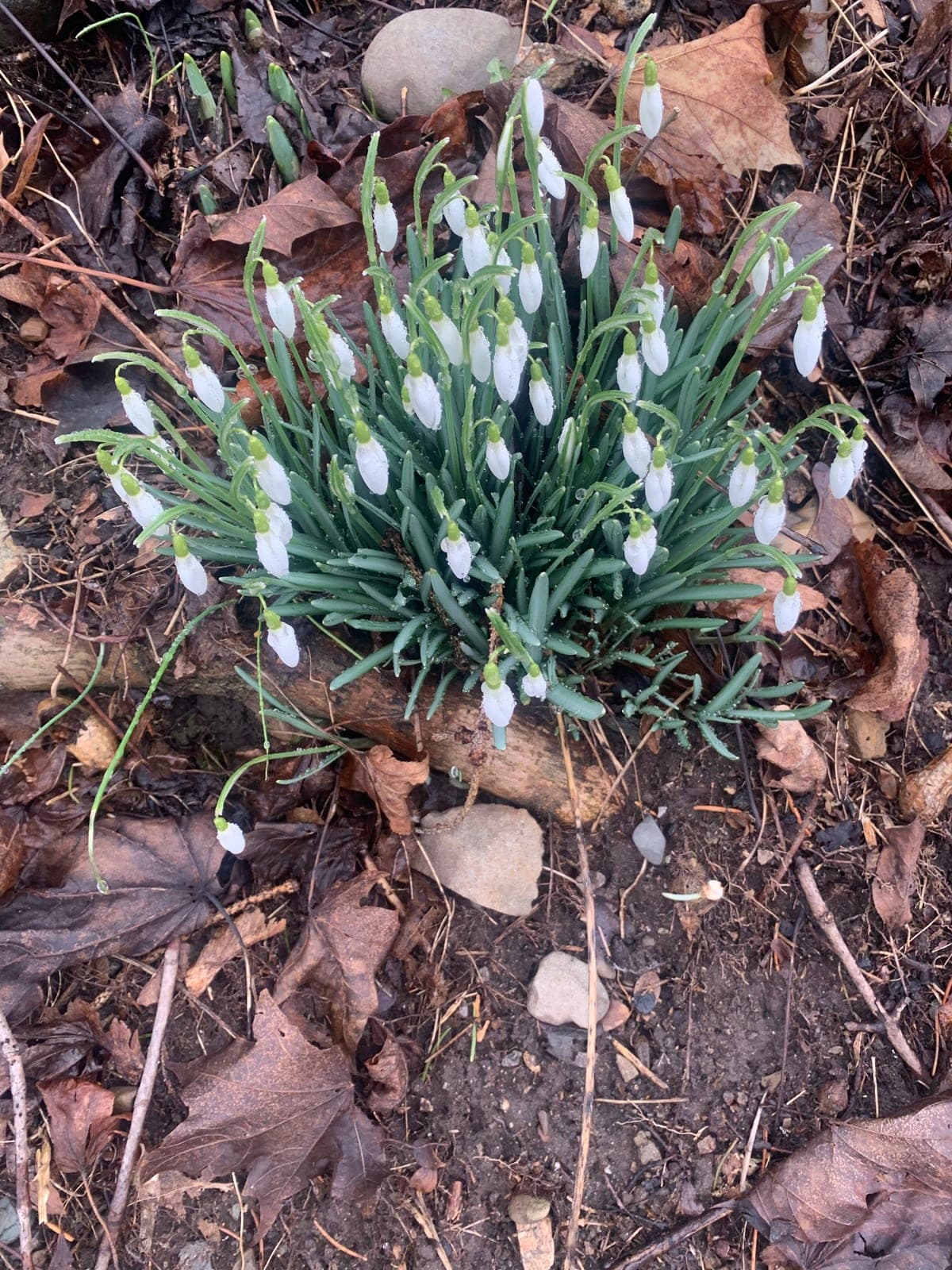 Snowdrop