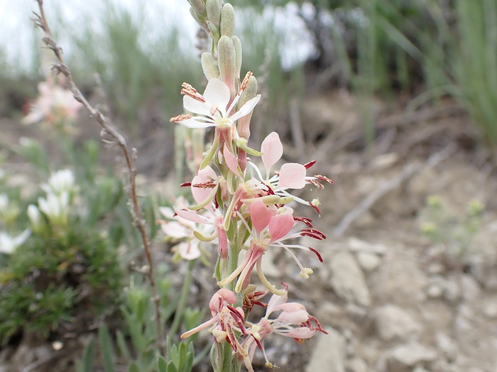 Scarlet Gaura