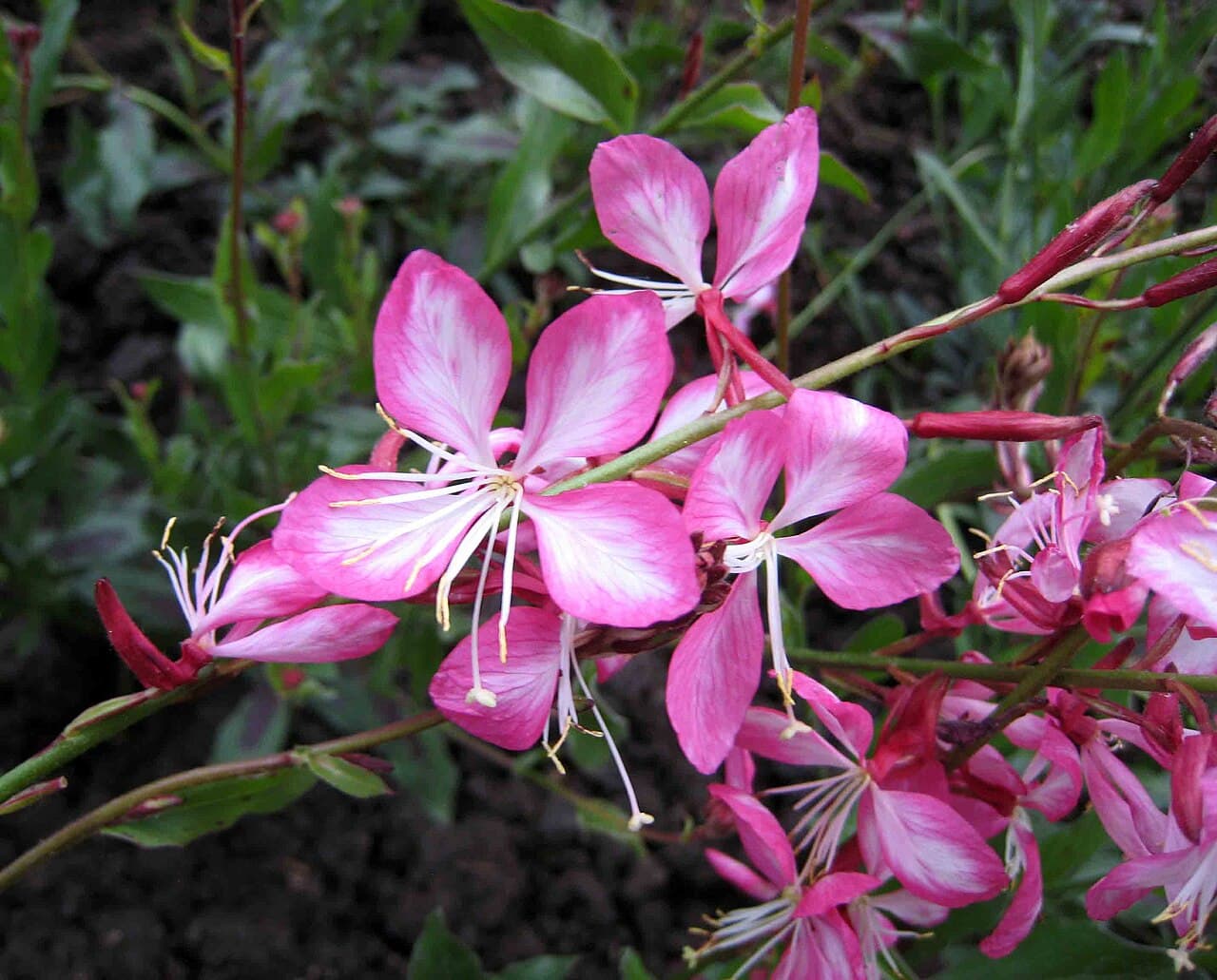 Gaura lindheimeri 'Rosy Jane'