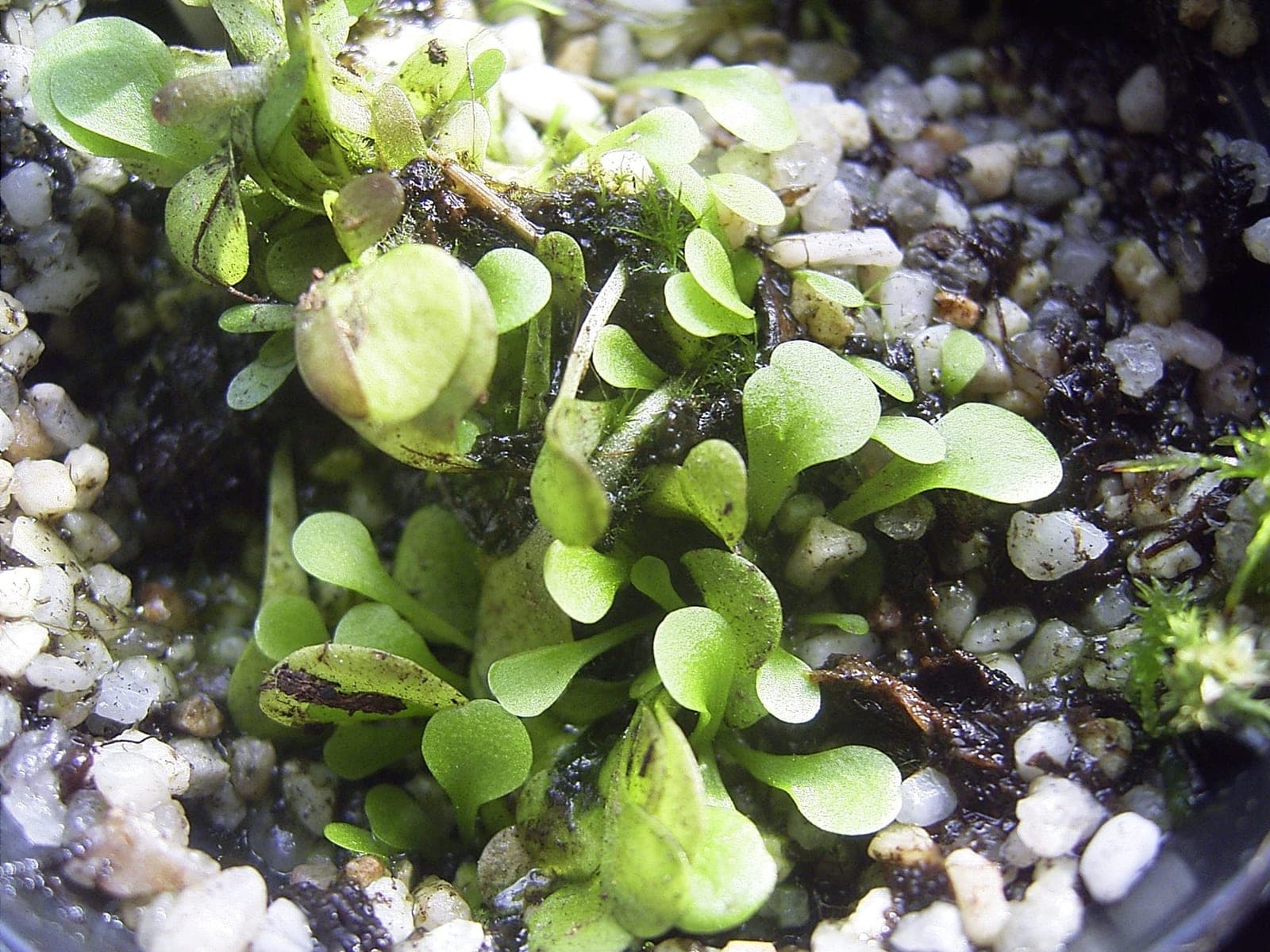 Corkscrew Plant