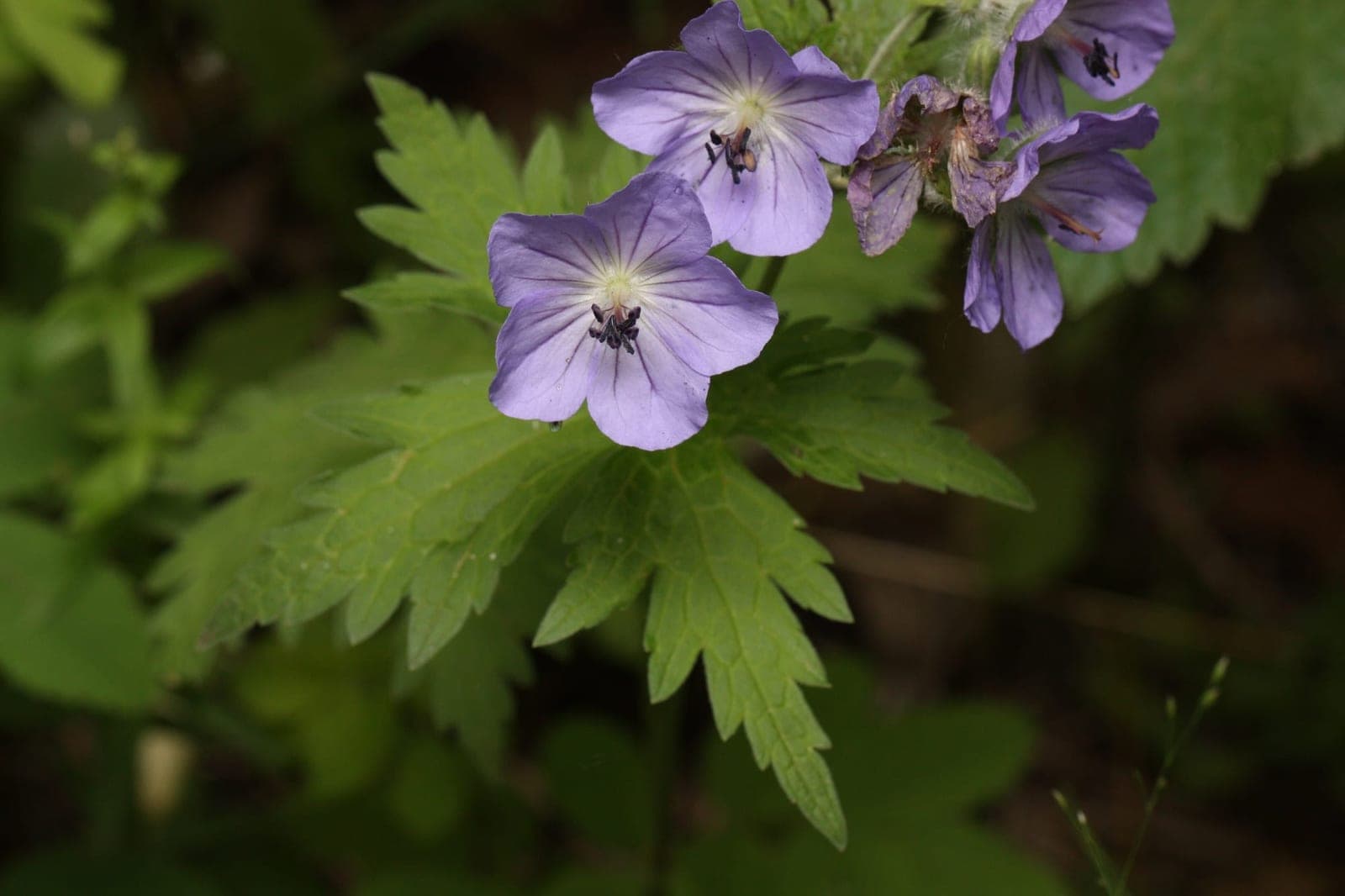 Woolly Geranium (Geranium erianthum)