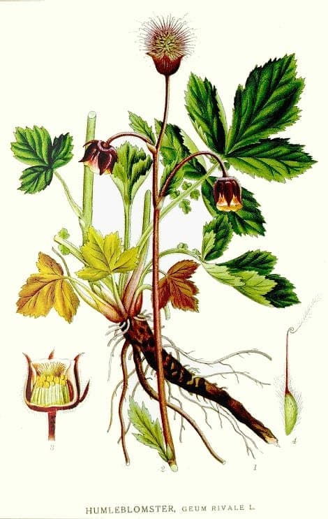 Tangerine Avens
