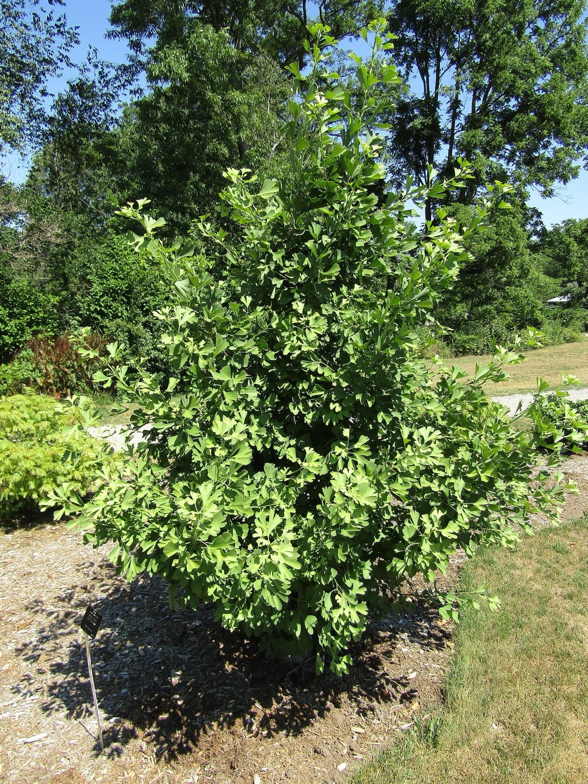 Jade Butterfly Ginkgo