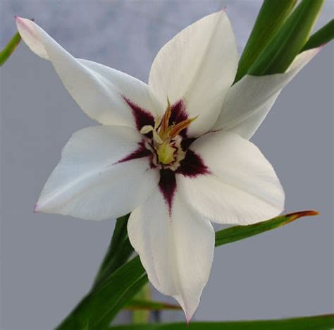 Gladiolus