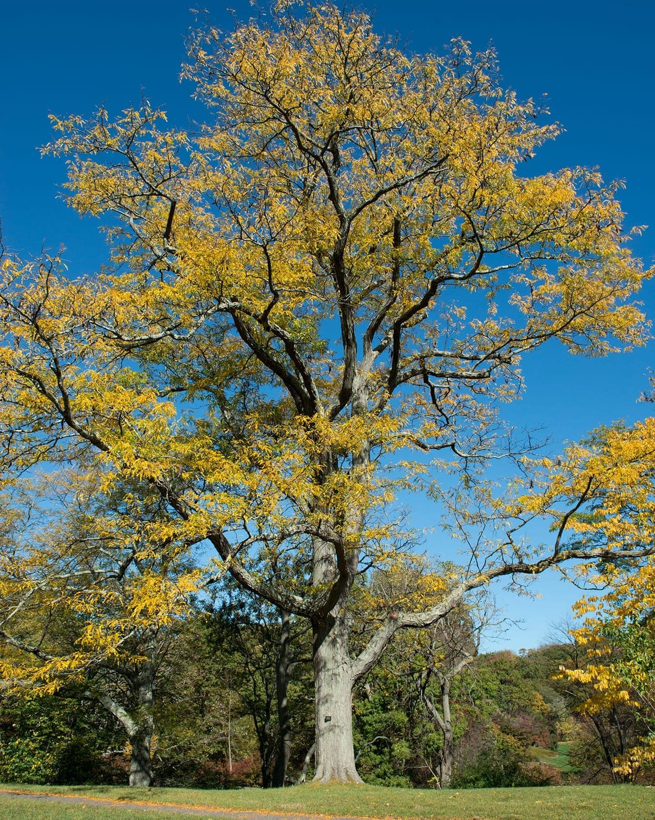 Honeylocust (Gleditsia triacanthos)