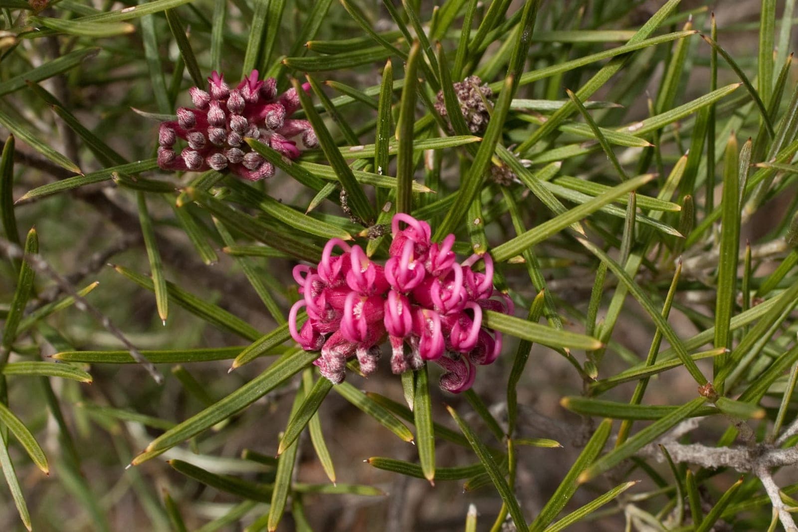 Grampians Grevillea