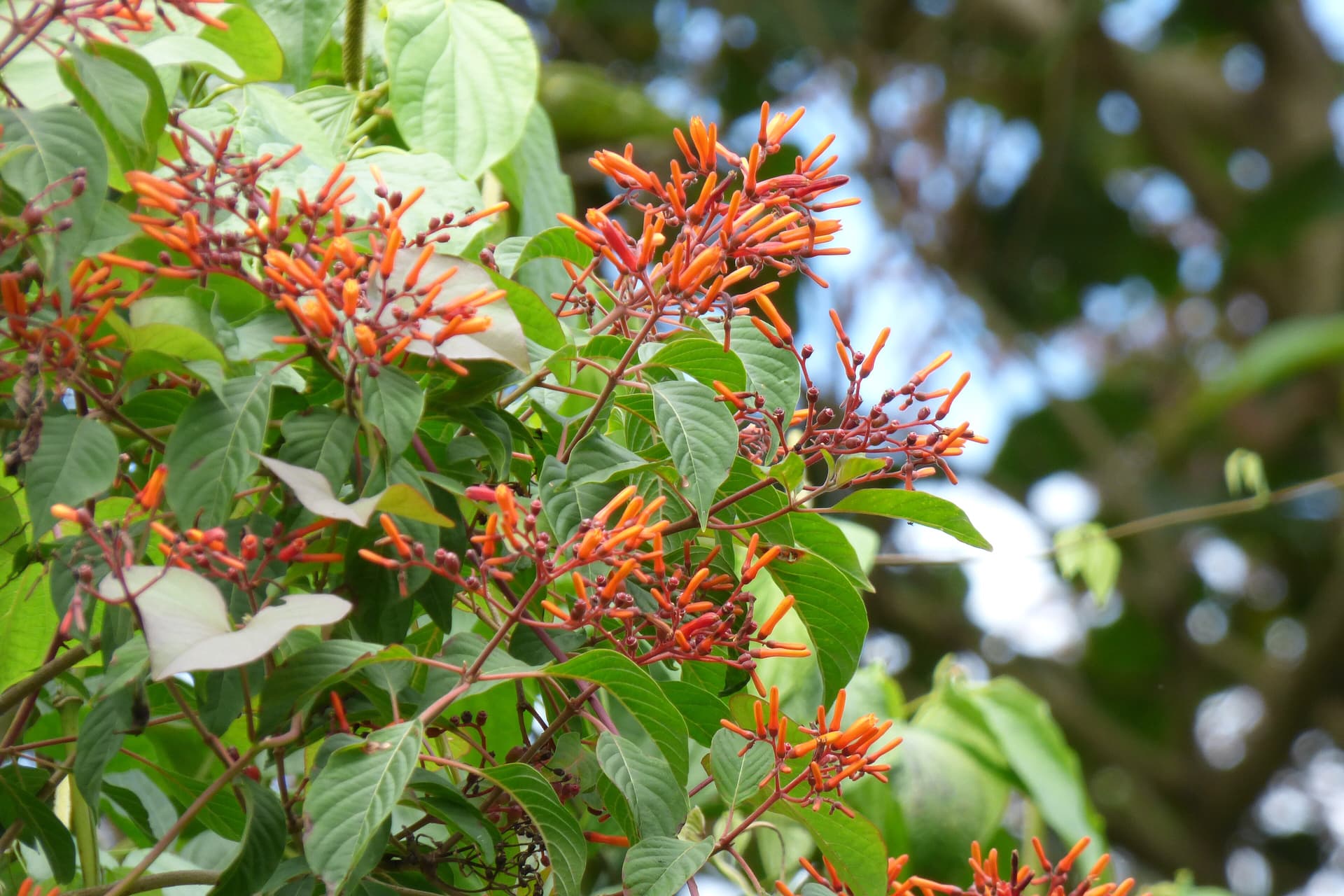 Firebush