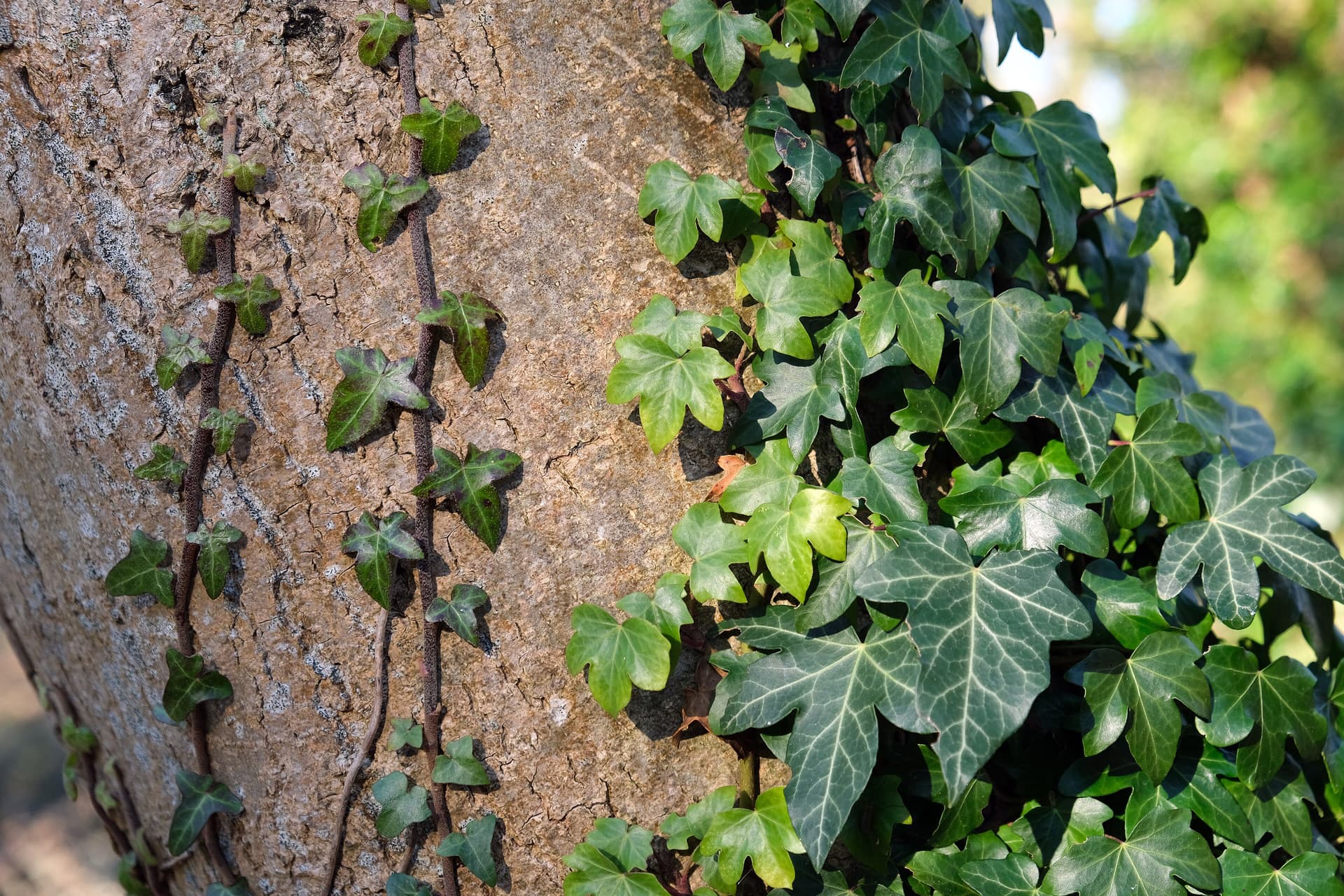 English Ivy (Adult Form)
