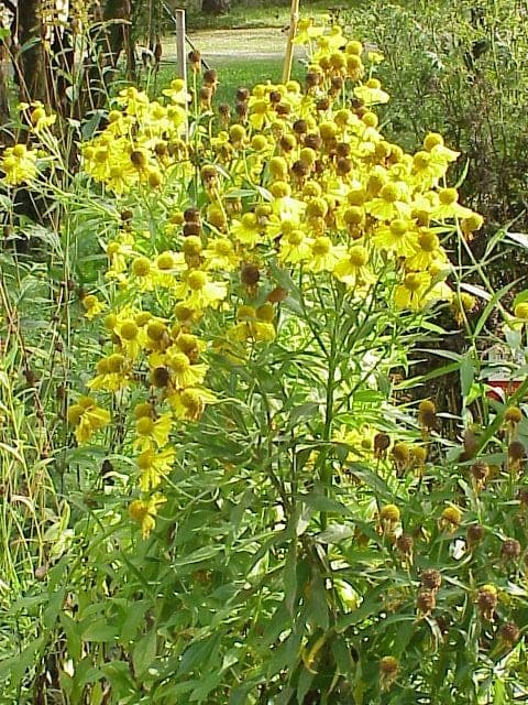 Common Sneezeweed (Helenium autumnale)