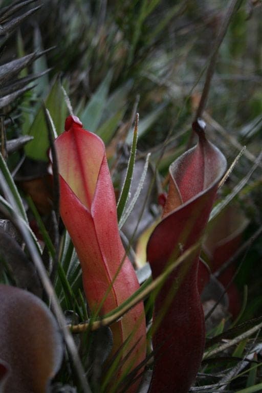 Sun Pitcher Plant