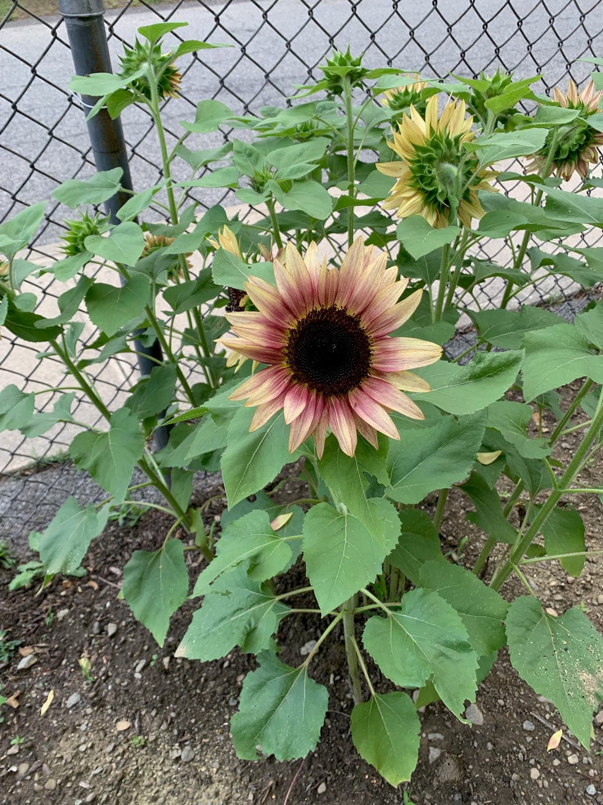 Sunflower