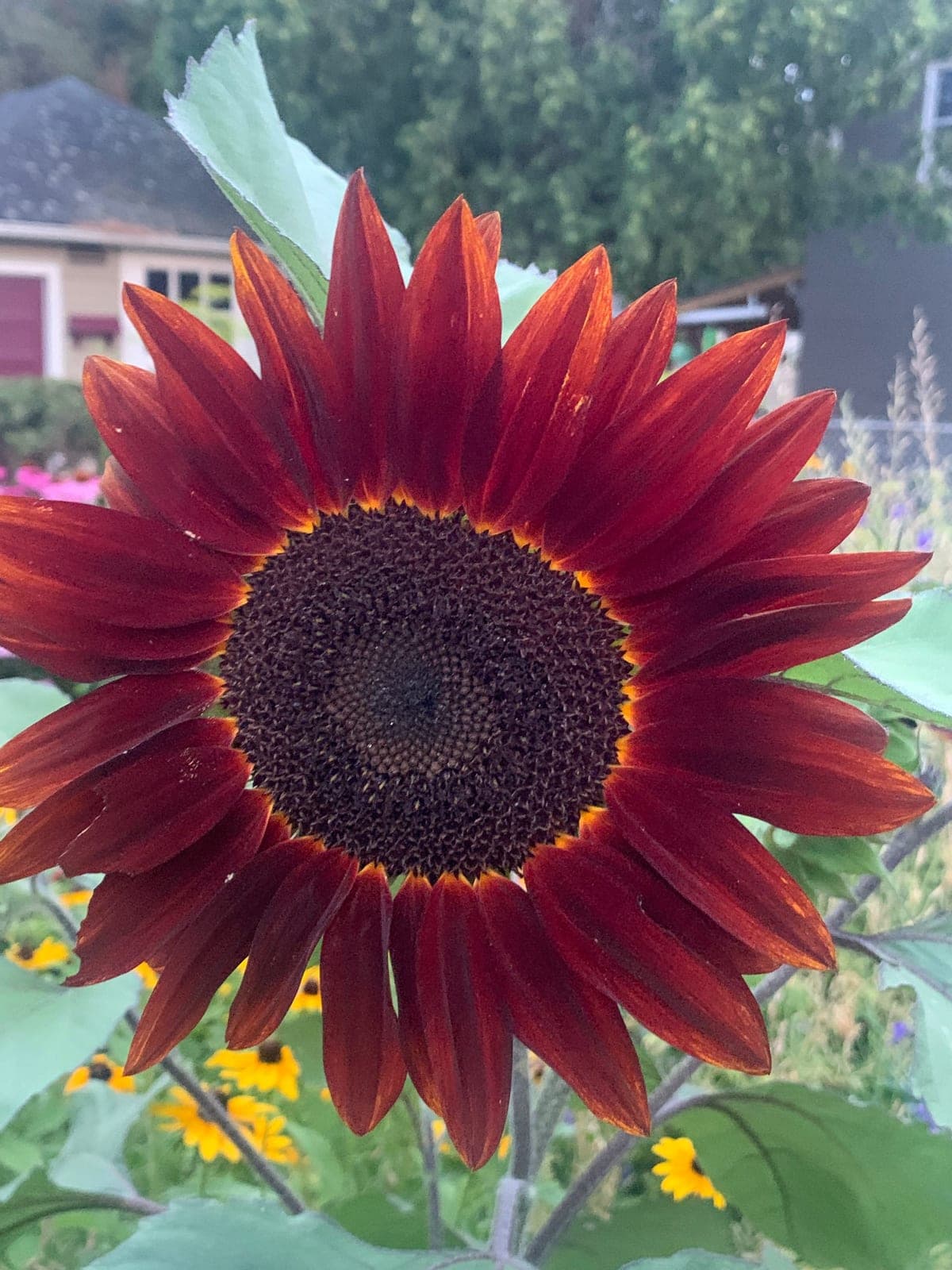 Sunflower