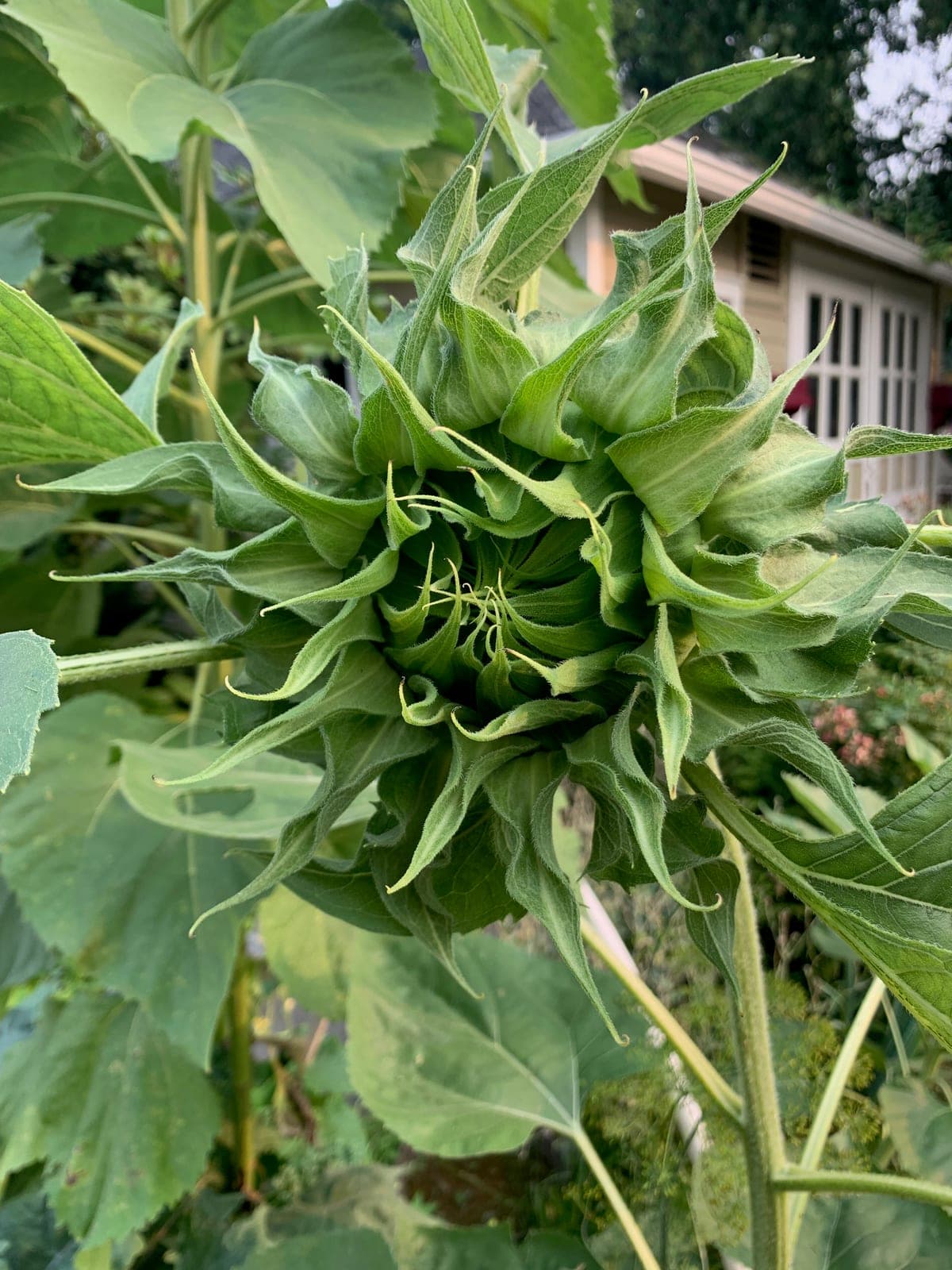 Sunflower