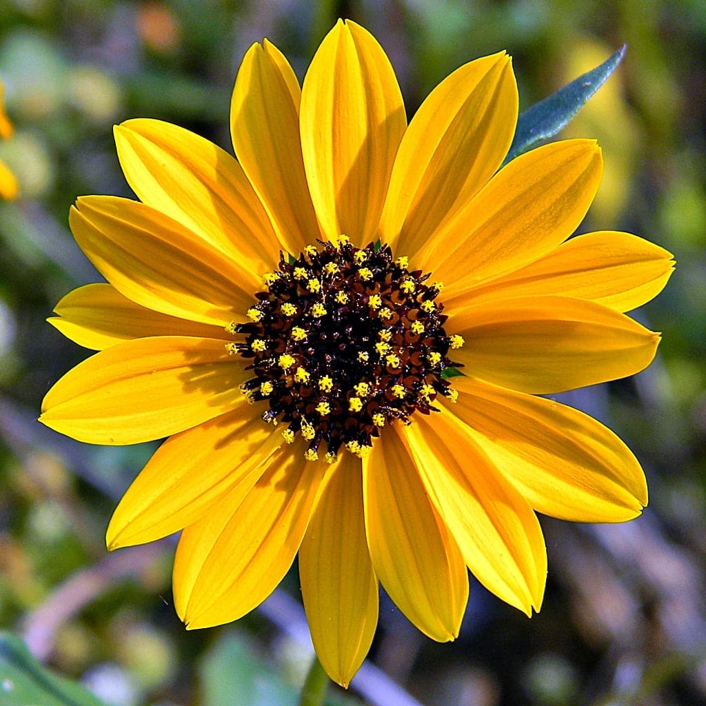 Beach Sunflower