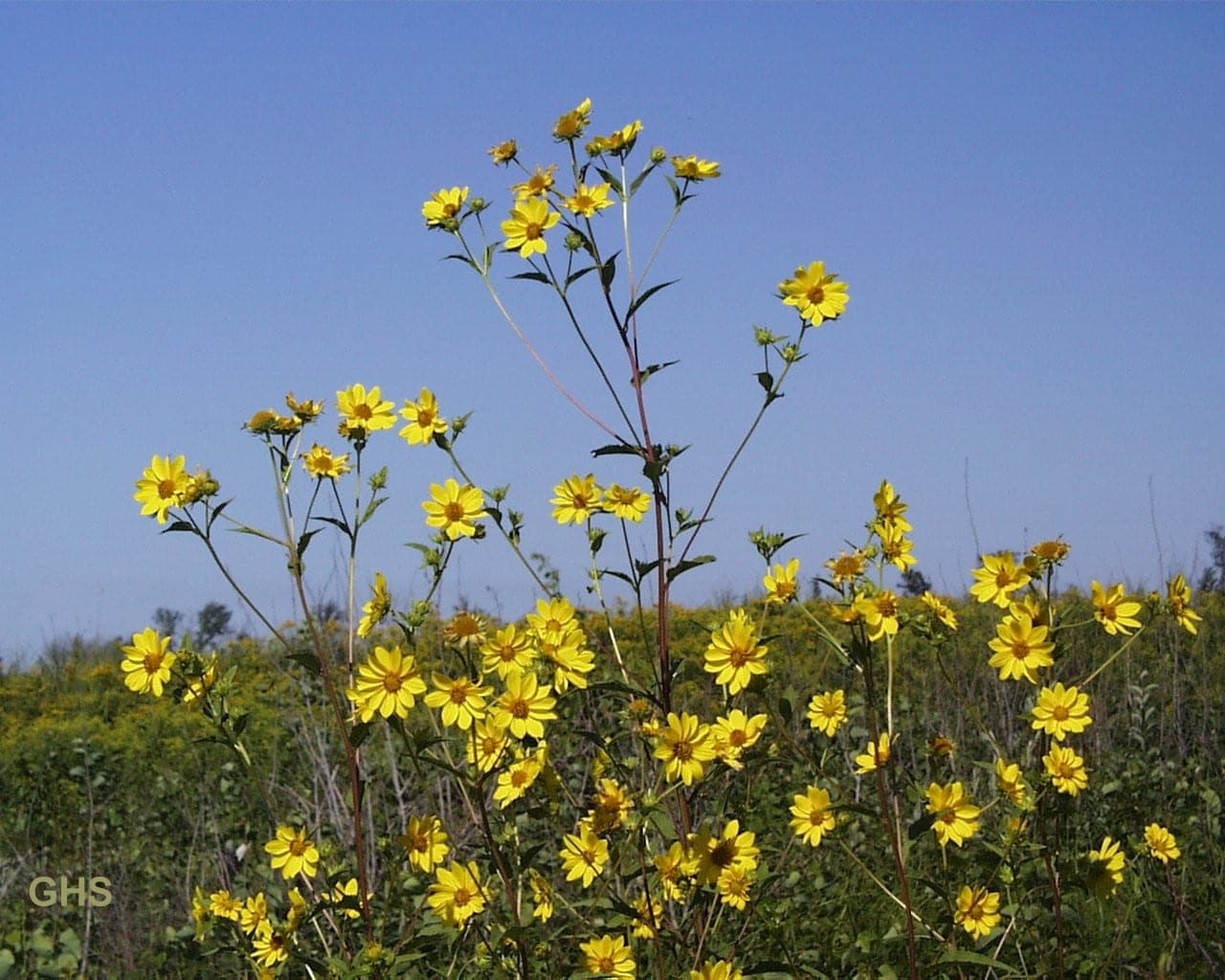 Giant Sunflower (Helianthus giganteus)