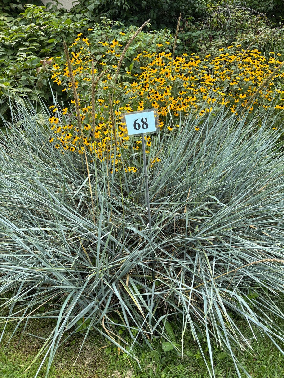 Blue Oat Grass
